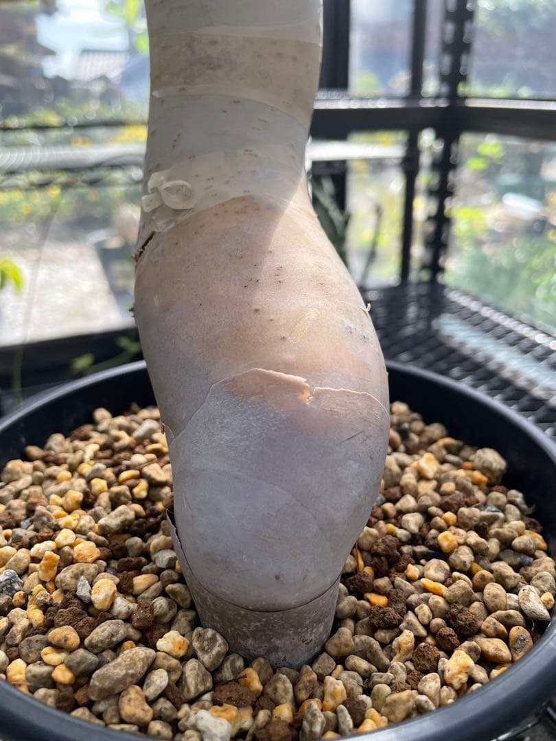 塊根植物 コミフォラ カタフ ピュア Commiphora kataf pure