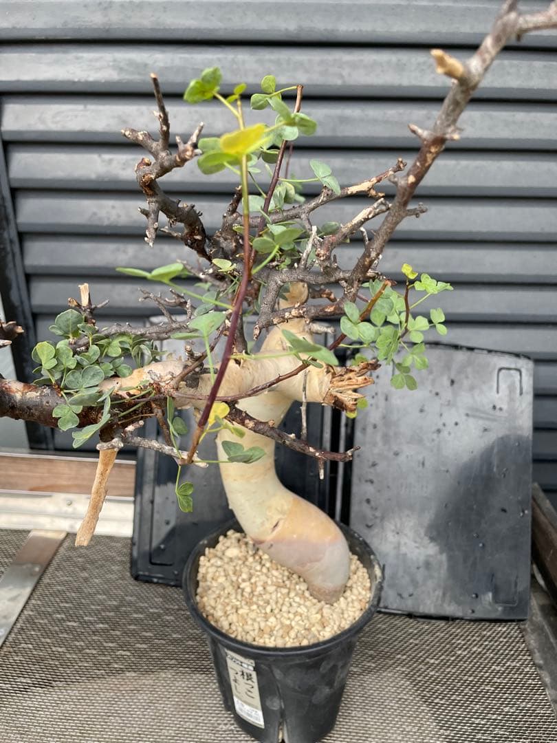 塊根植物 コミフォラ カタフ ピュア Commiphora kataf pure