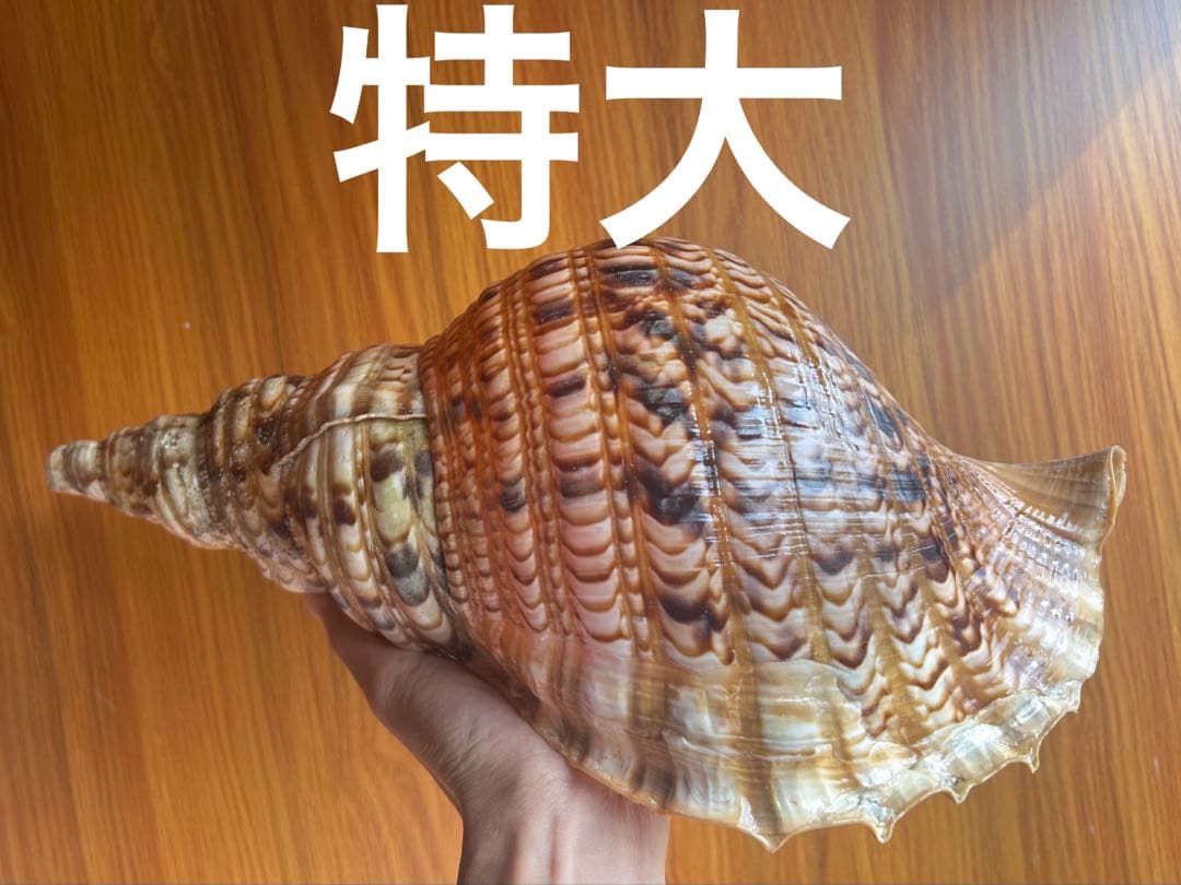 法螺貝　直線38.5cm (元々41.5cm)