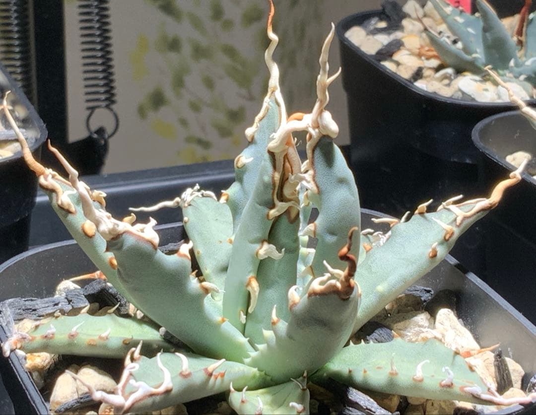 エボリスピナ 陽炎 コレクション株⑧ (極)