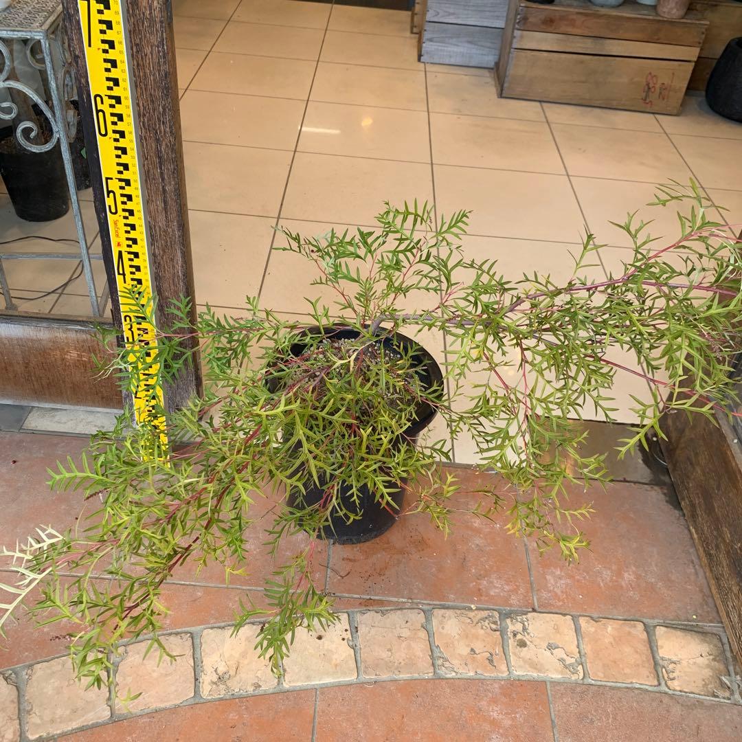 グレビレア ブロンズランバー 大株 3