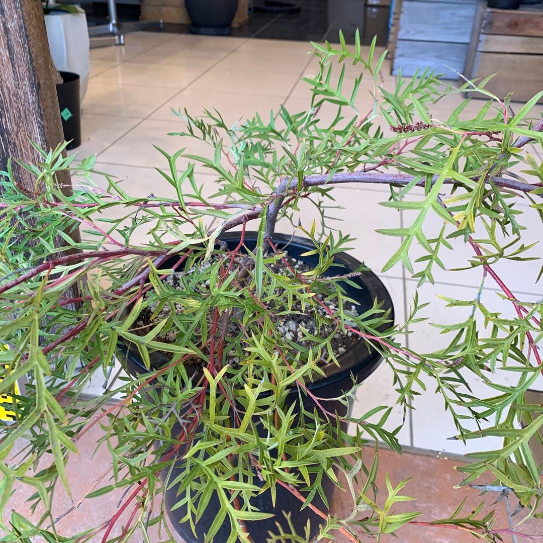 グレビレア ブロンズランバー 大株 3