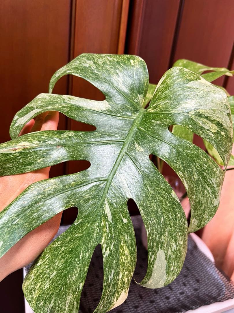 斑入りモンステラデリショーサグリーンスノー