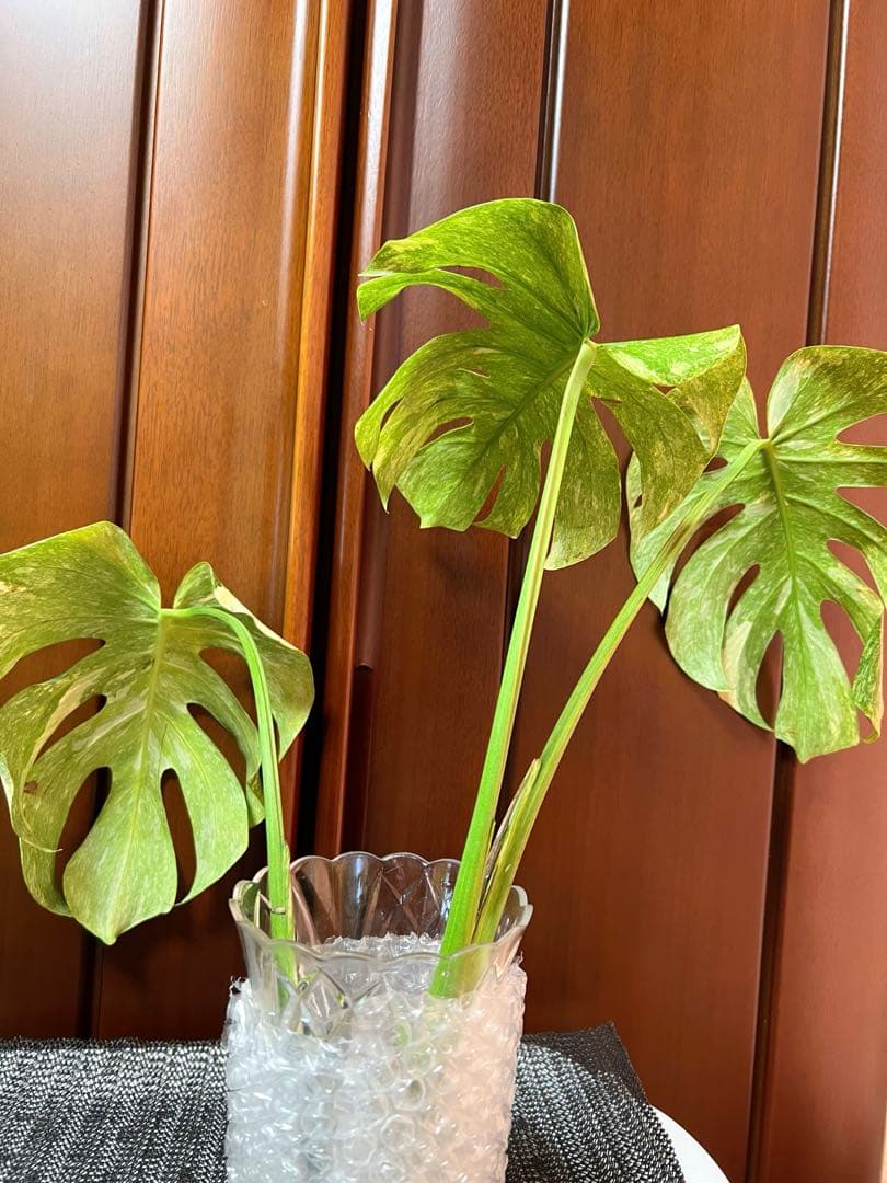 斑入りモンステラデリショーサグリーンスノー