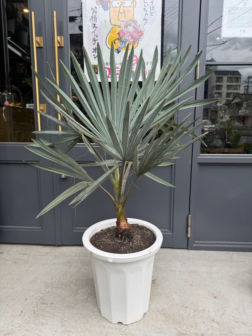 ビスマルキア　ノビリス