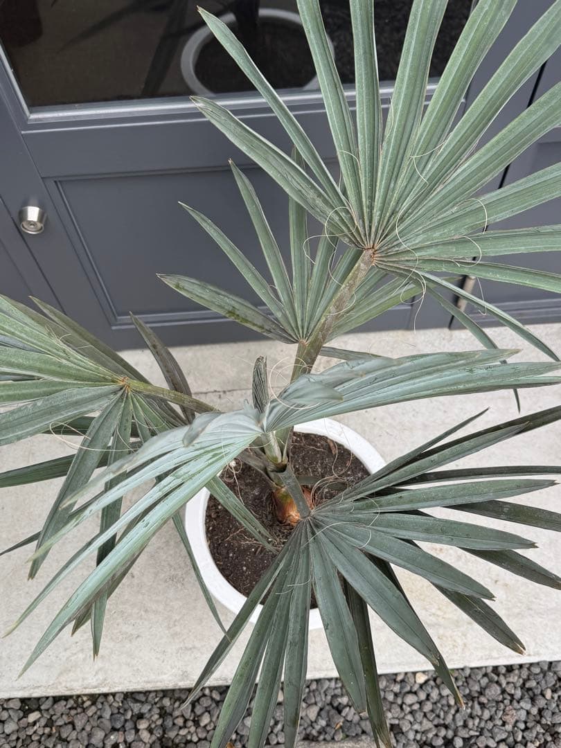 ビスマルキア　ノビリス