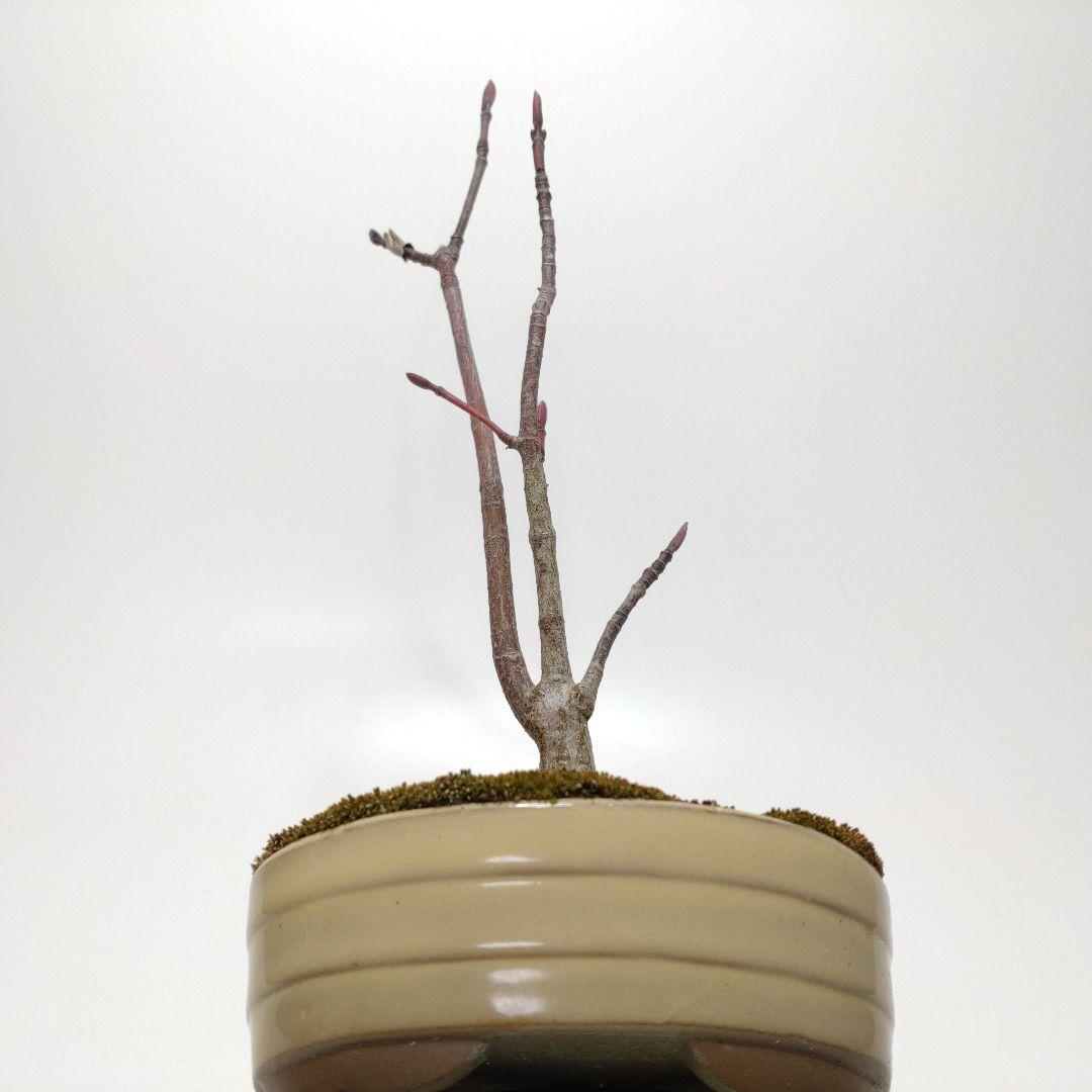 寒樹瓜膚楓（ウリハダカエデ）盆栽 SS003
