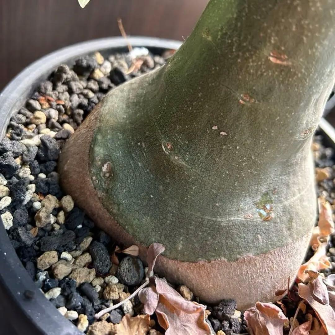 【超大株】アデニア　グラウカ　発根済み　鉢ごと発送