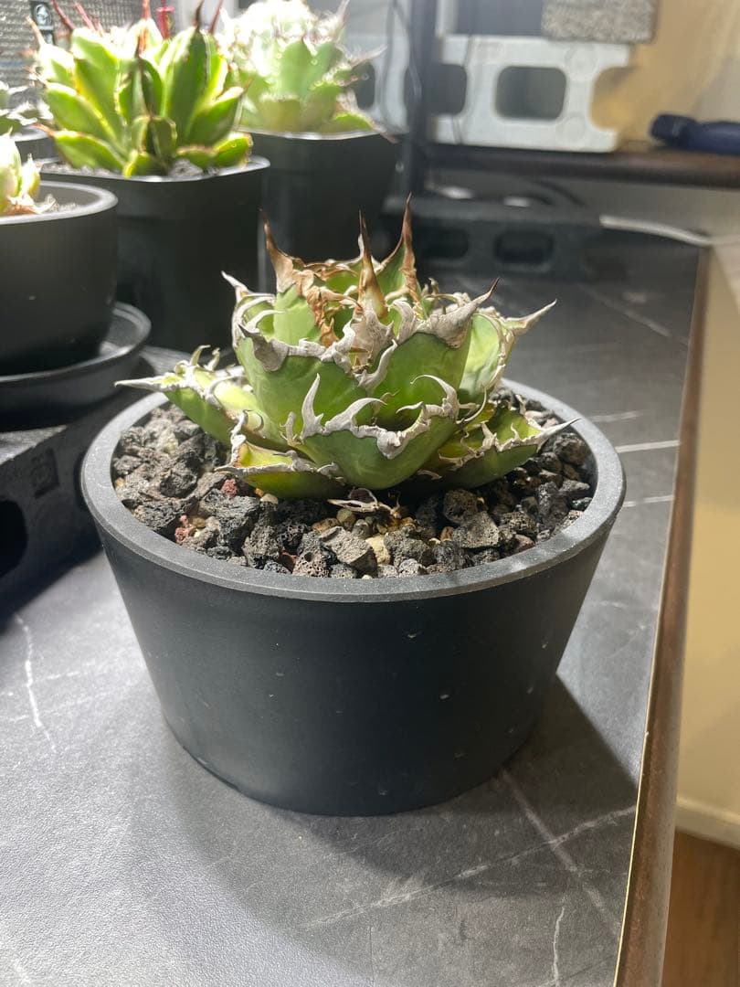 アガベ チタノタ シーザー｜強棘・荒鋸歯｜発根済｜鉢付き