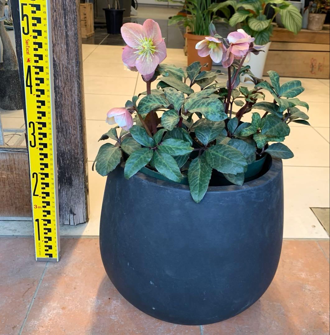 クリスマスローズ マエストロ ファイバー鉢