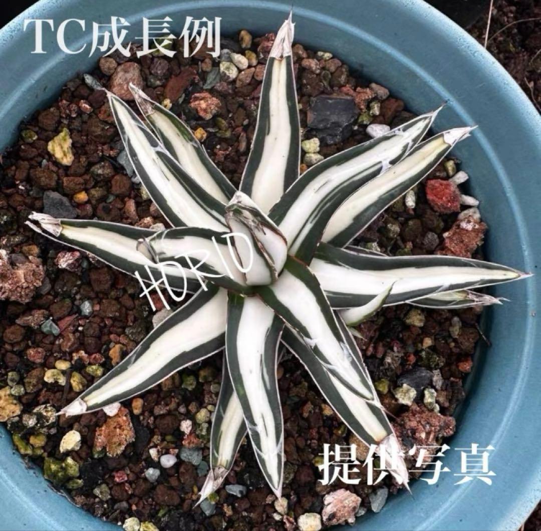 まかいきし様 リクエスト 2点 まとめ商品