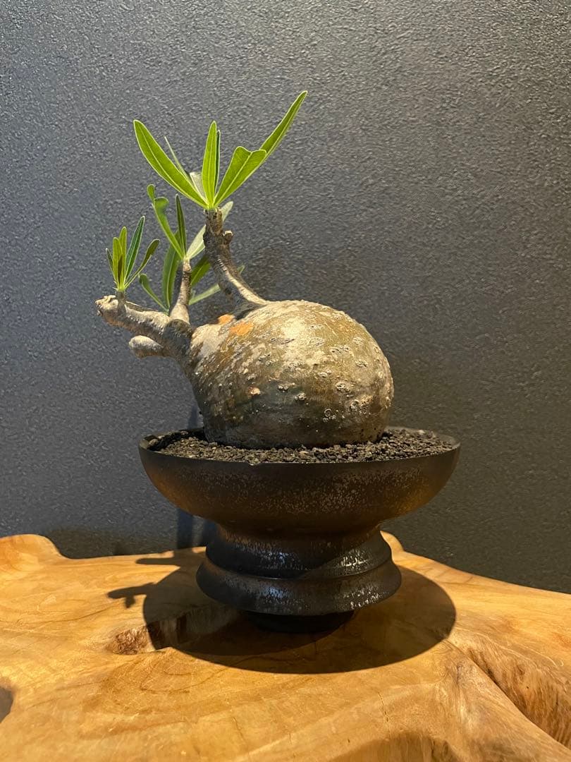 パキポディウム グラキリス 現地球 発根済み