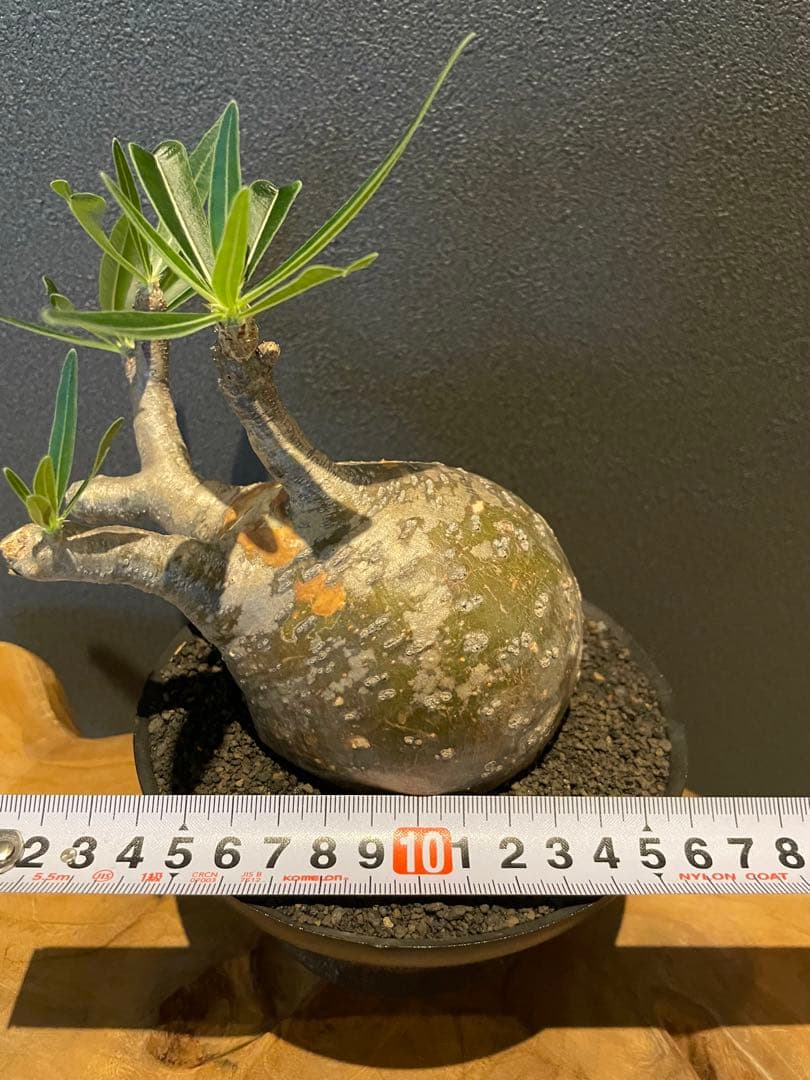 パキポディウム グラキリス 現地球 発根済み