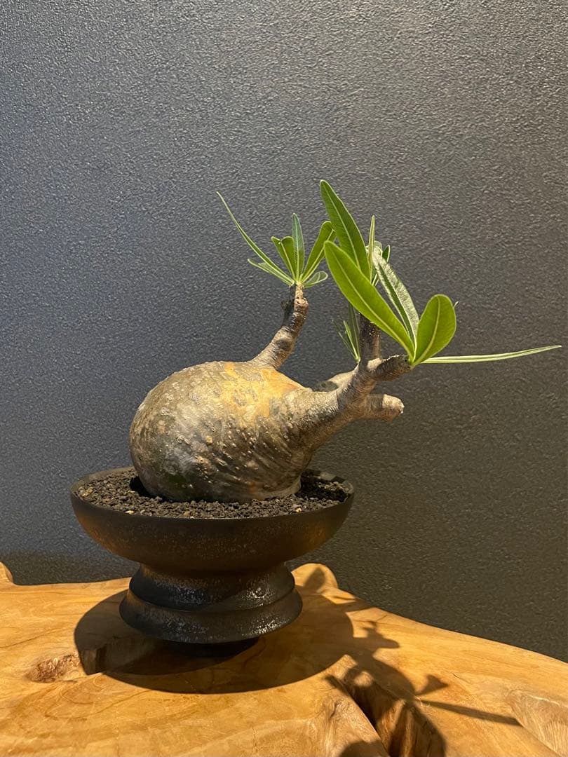 パキポディウム グラキリス 現地球 発根済み