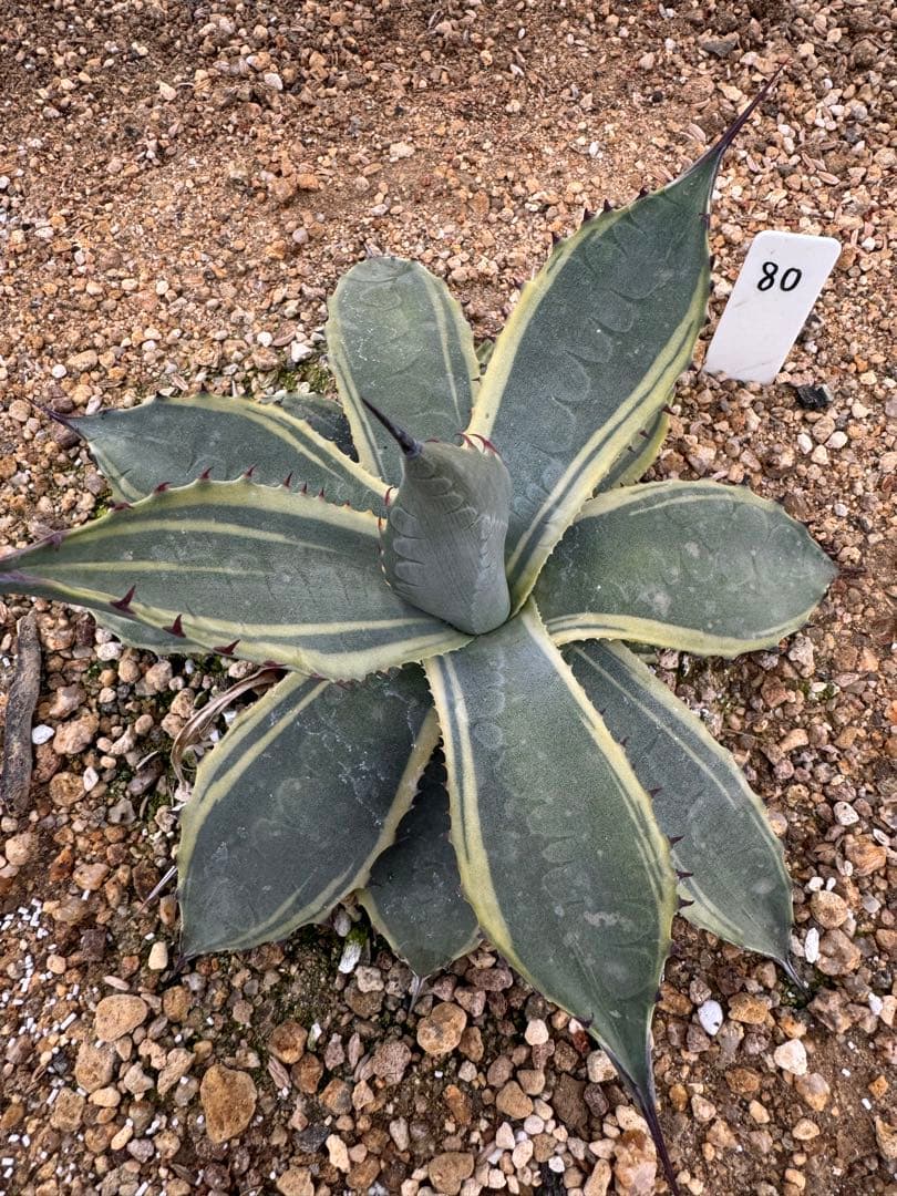 フラワー・ガーデニング Agave parryi parryi 'Lucky Stripe' 80