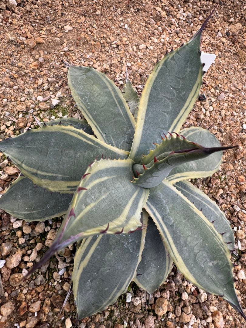 フラワー・ガーデニング Agave parryi parryi 'Lucky Stripe' 80