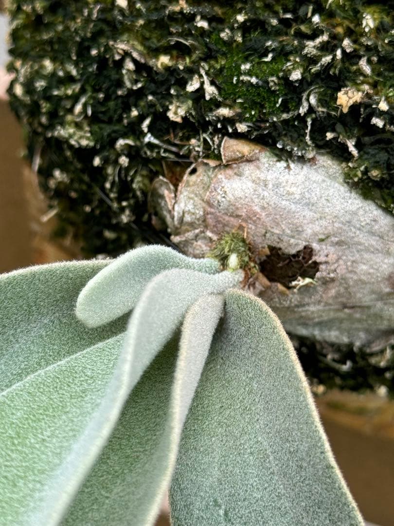 ビカクシダ P. HakunaMatata