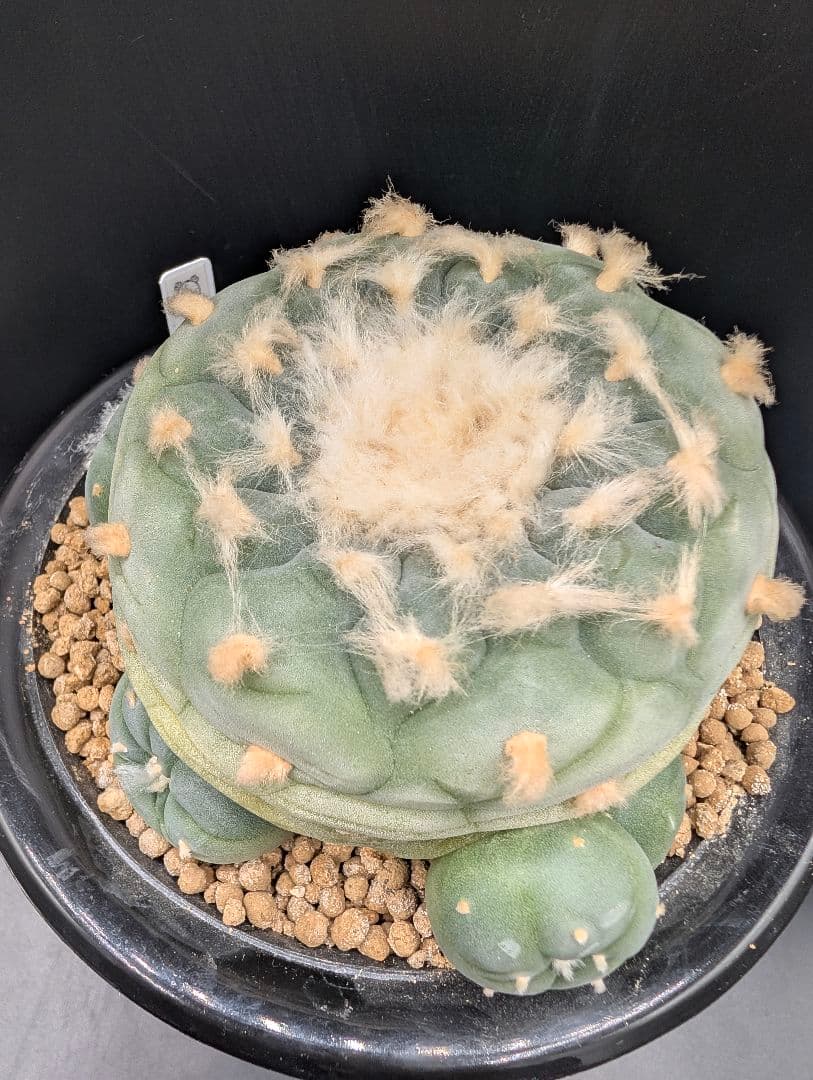 は*く様 銀冠玉 実生 鉢植えメルカリ便送料込み