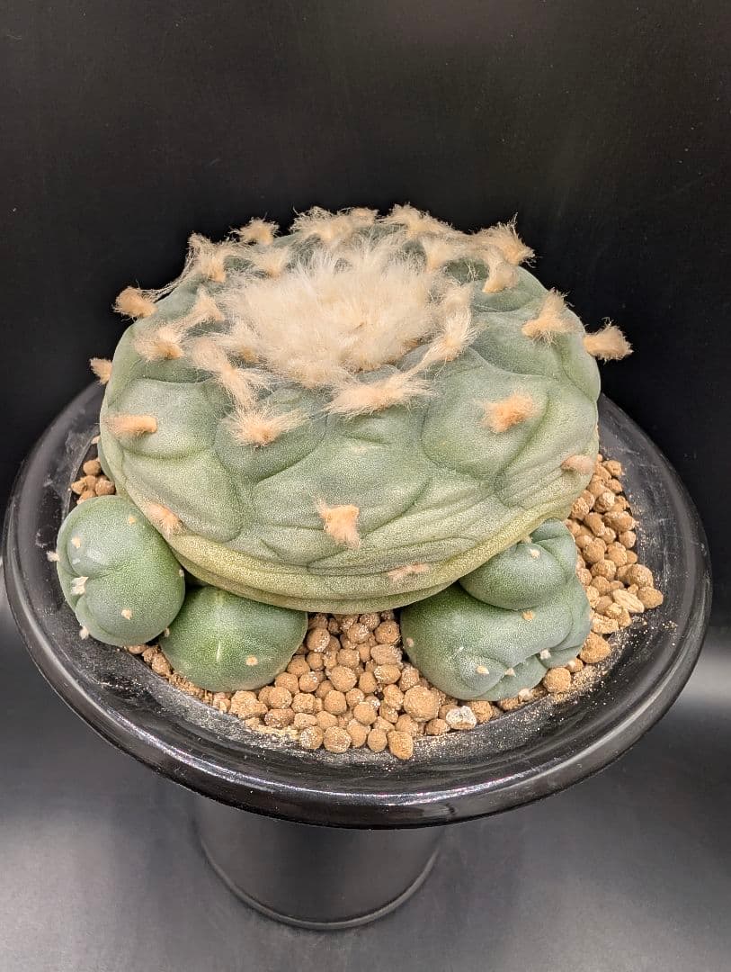 は*く様 銀冠玉 実生 鉢植えメルカリ便送料込み