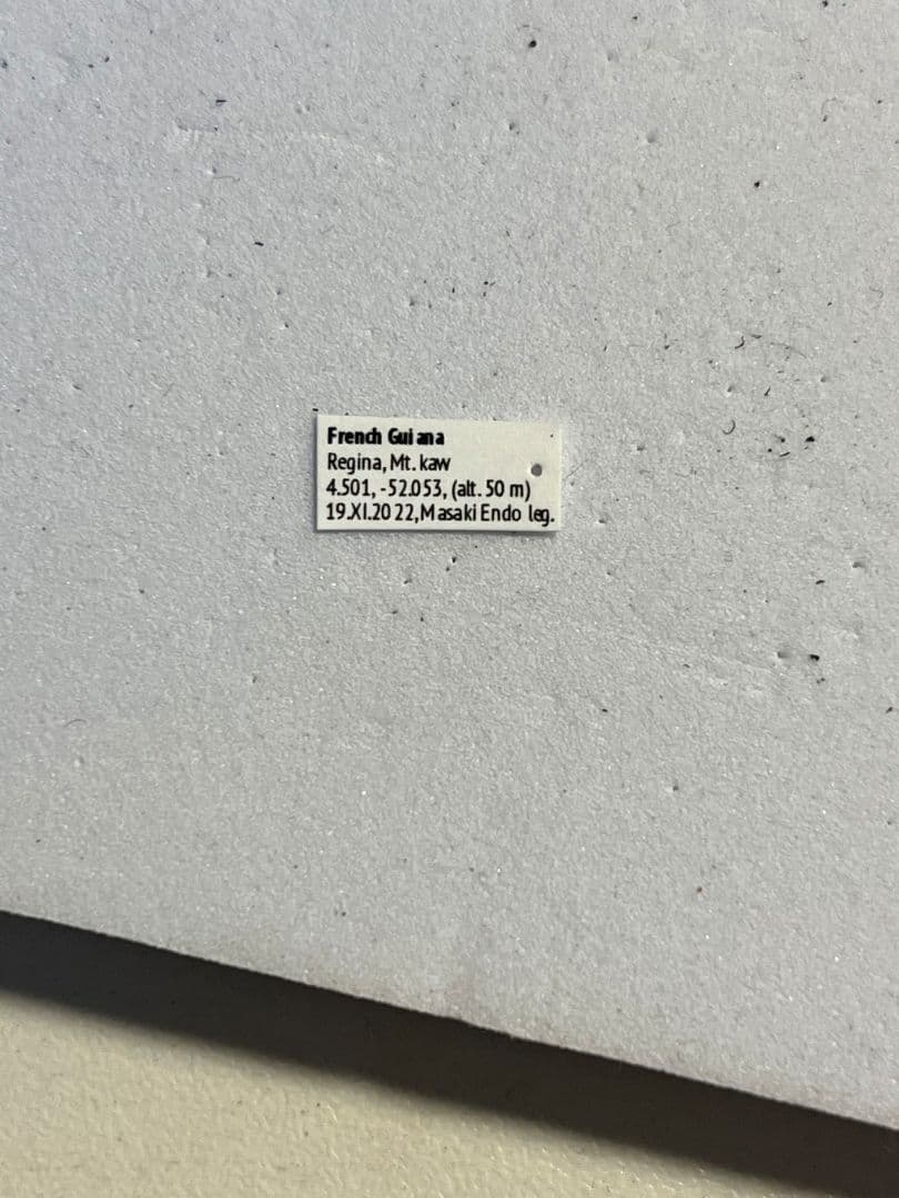 【標本】トゲグモ フレンチギアナハンツマン トゥルースパイダーマンティスムカデ