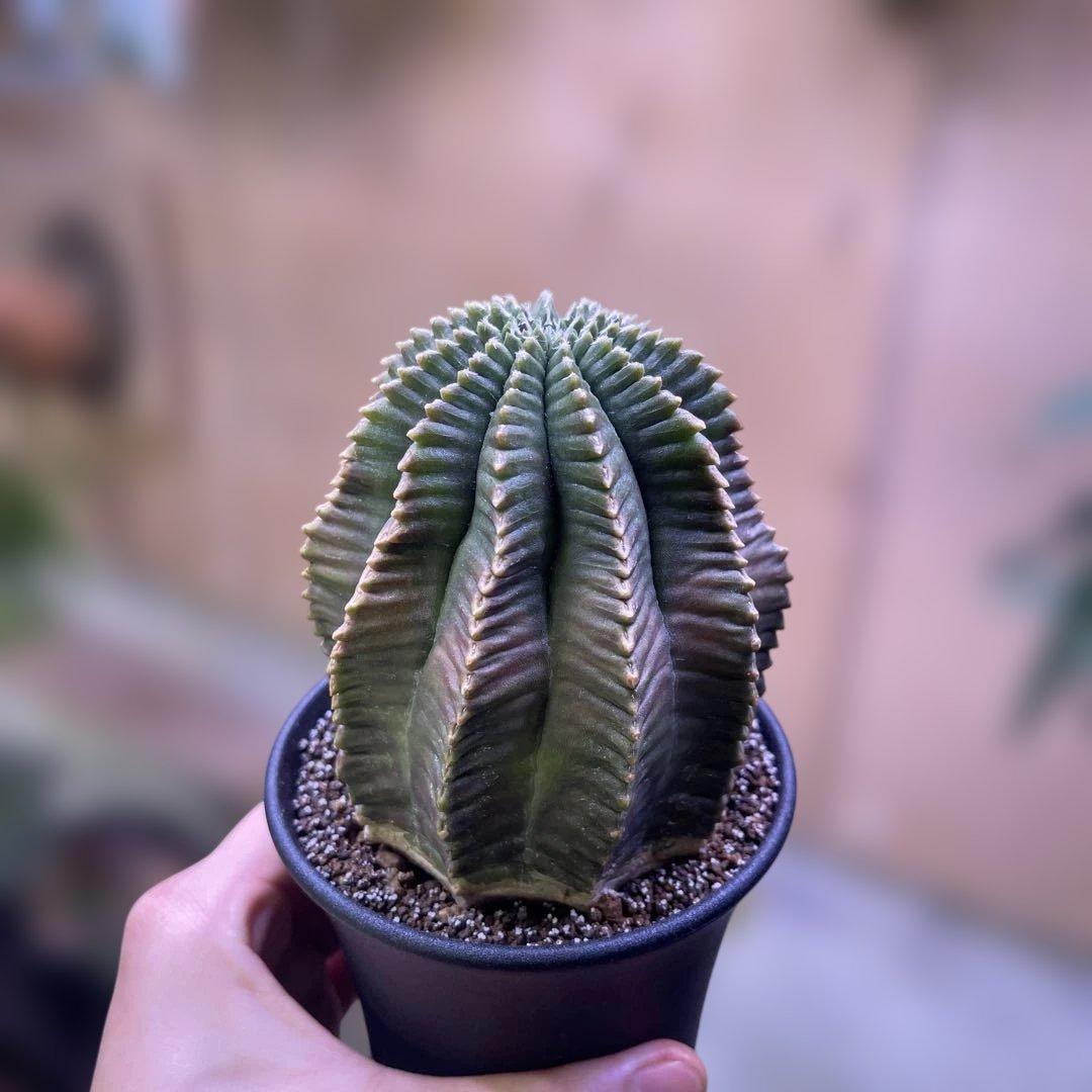 Gymnocalycium mihanovichii 棘無　綴化
