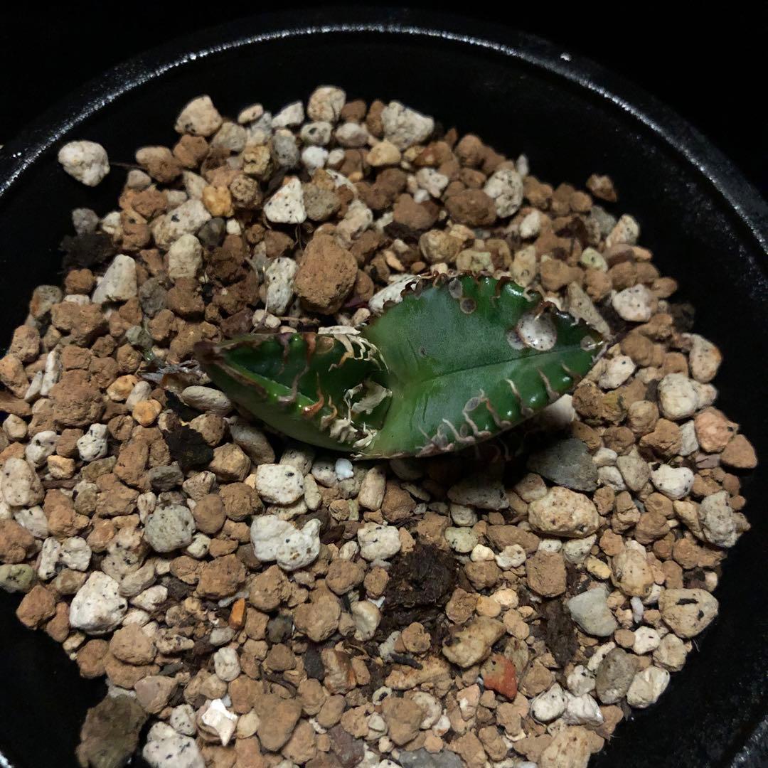 年末セールアガベチタノタ悪魔くん‼️10890-2890