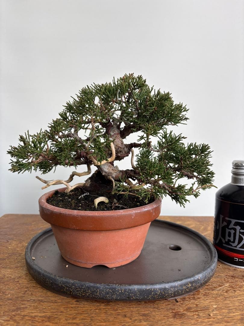 真柏　盆栽