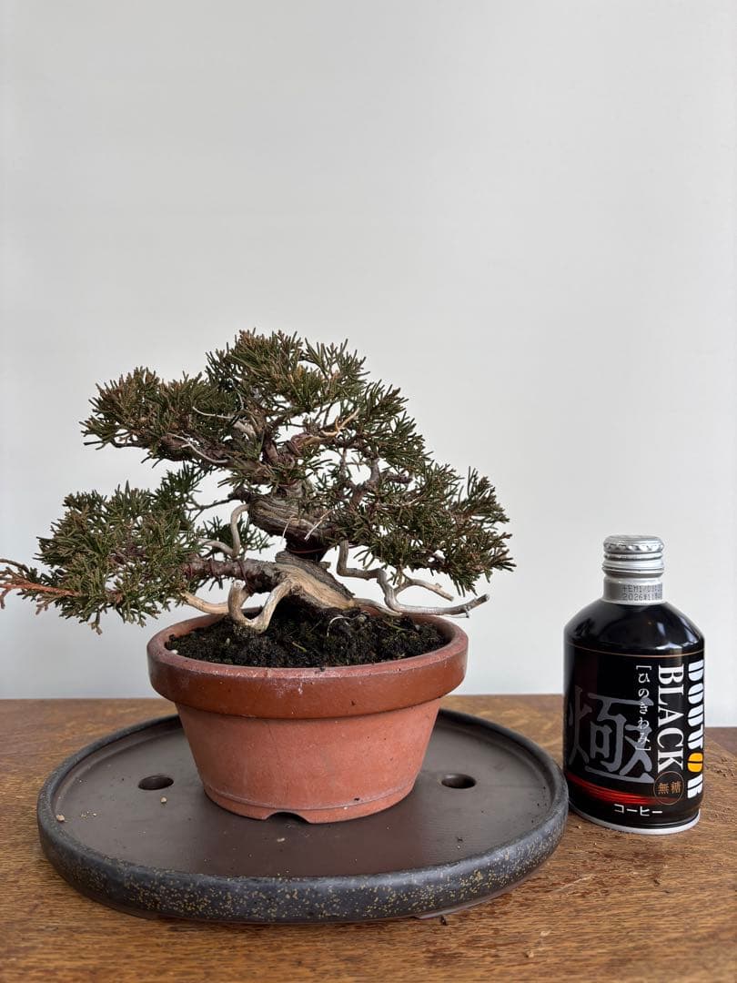 真柏　盆栽