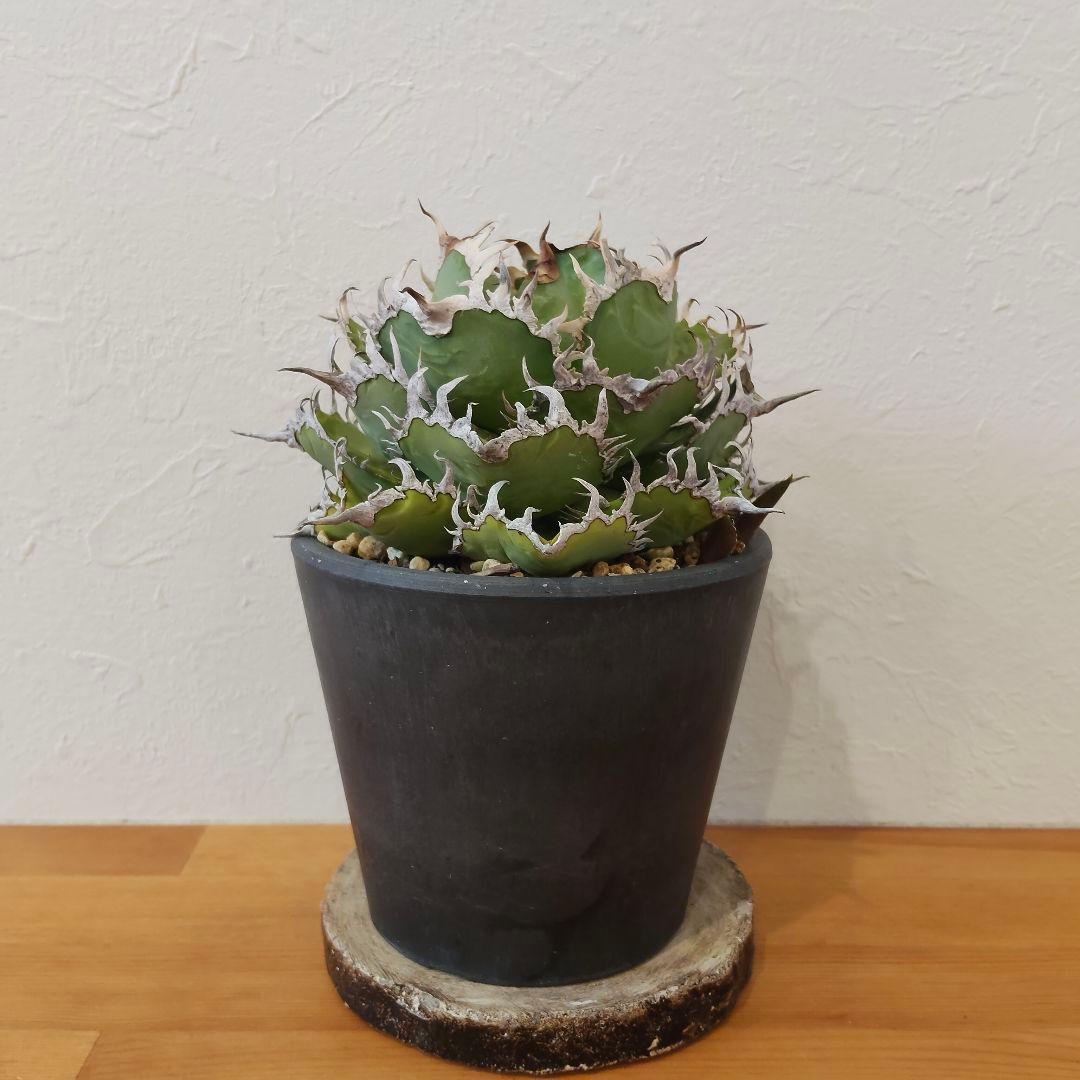 特選 チタノタ フィリグリー (シーザー パキポディウム グラキリス SRL )