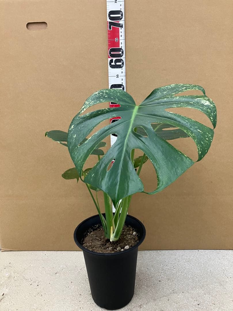 モンステラ斑入り　デリシオーサ実生株と細長葉切れ込み深い個体　2鉢セット