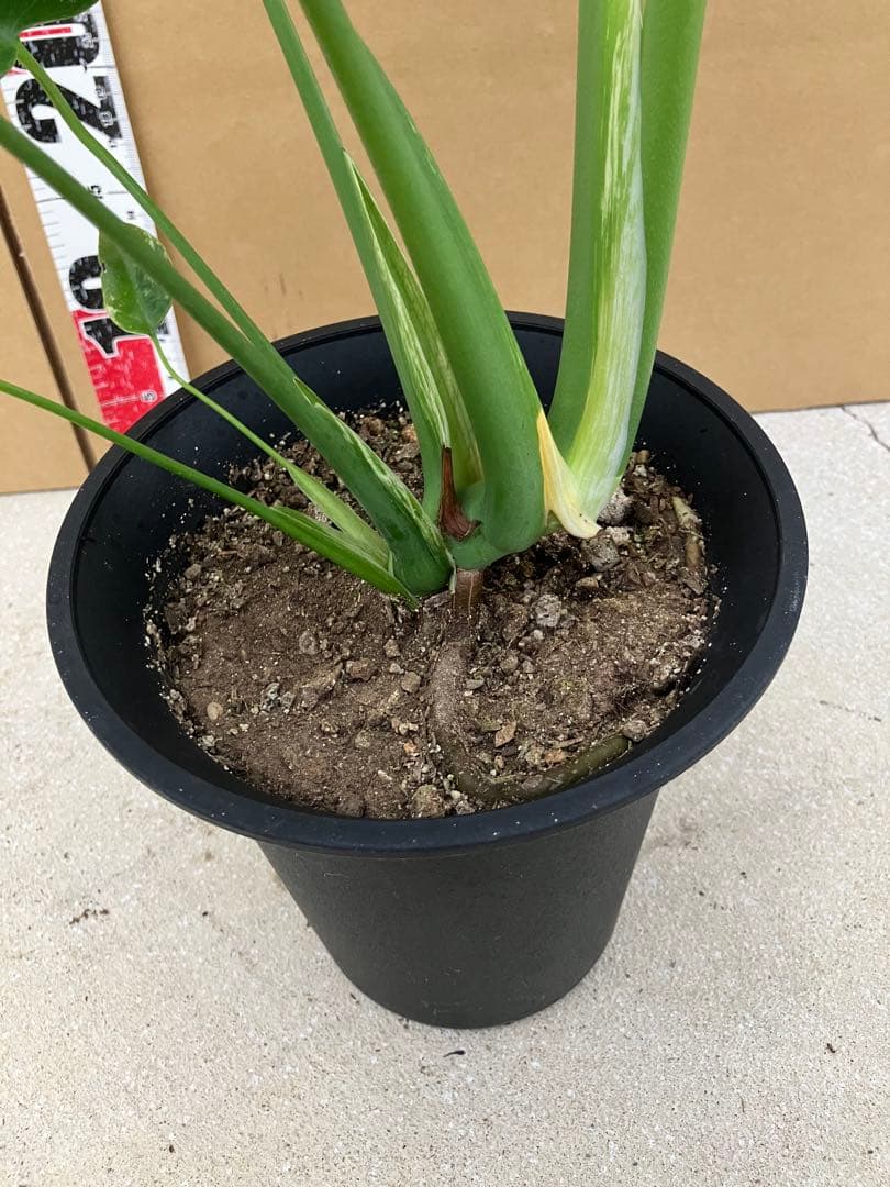 モンステラ斑入り　デリシオーサ実生株と細長葉切れ込み深い個体　2鉢セット