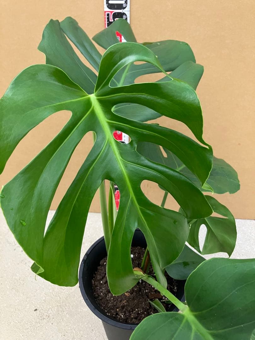 モンステラ斑入り　デリシオーサ実生株と細長葉切れ込み深い個体　2鉢セット