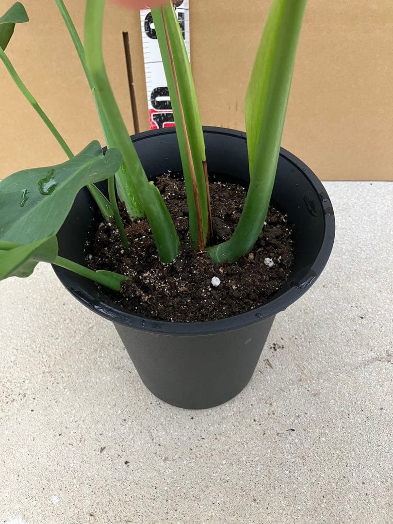 モンステラ斑入り　デリシオーサ実生株と細長葉切れ込み深い個体　2鉢セット