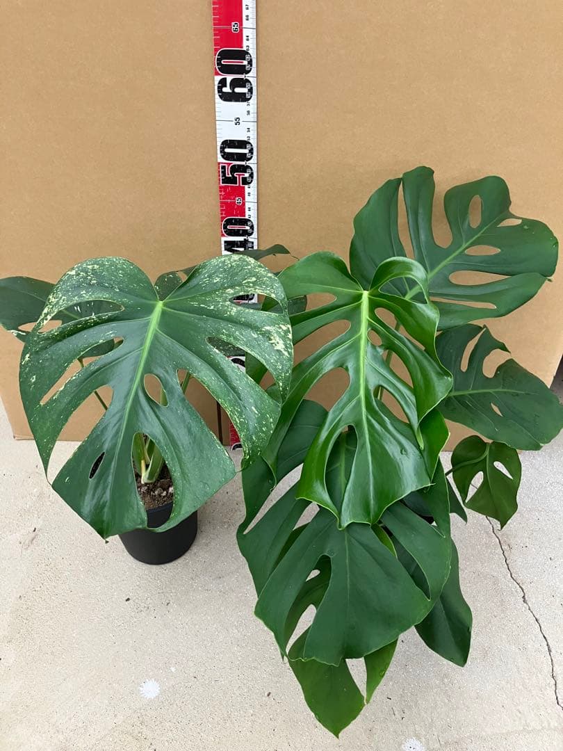 モンステラ斑入り　デリシオーサ実生株と細長葉切れ込み深い個体　2鉢セット