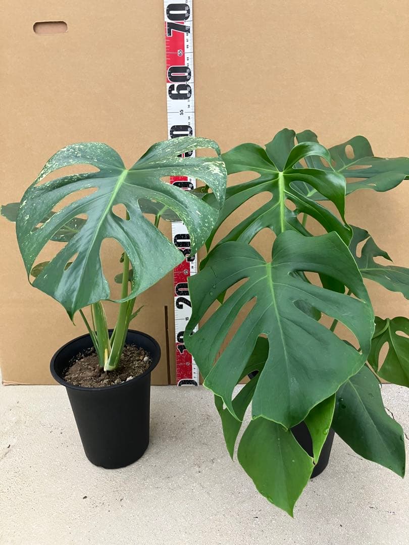 モンステラ斑入り　デリシオーサ実生株と細長葉切れ込み深い個体　2鉢セット