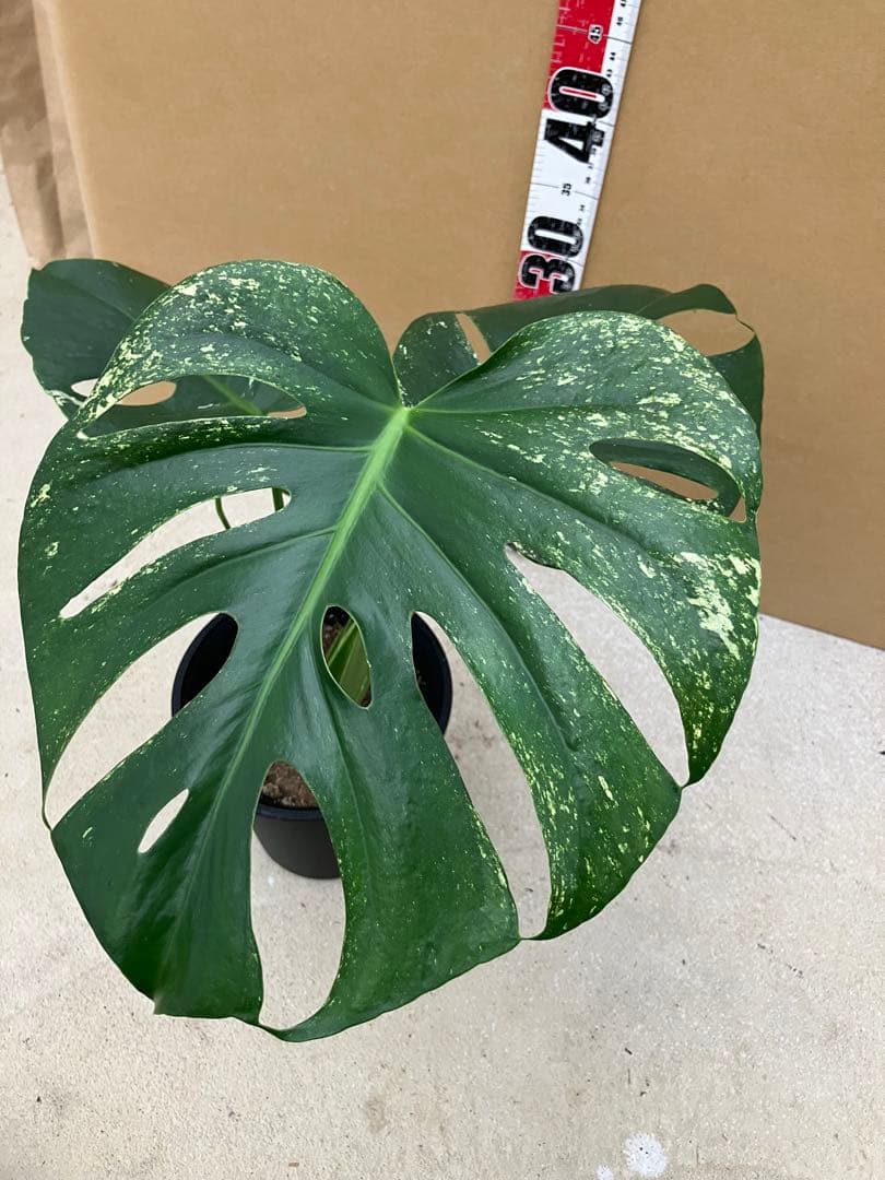 モンステラ斑入り　デリシオーサ実生株と細長葉切れ込み深い個体　2鉢セット