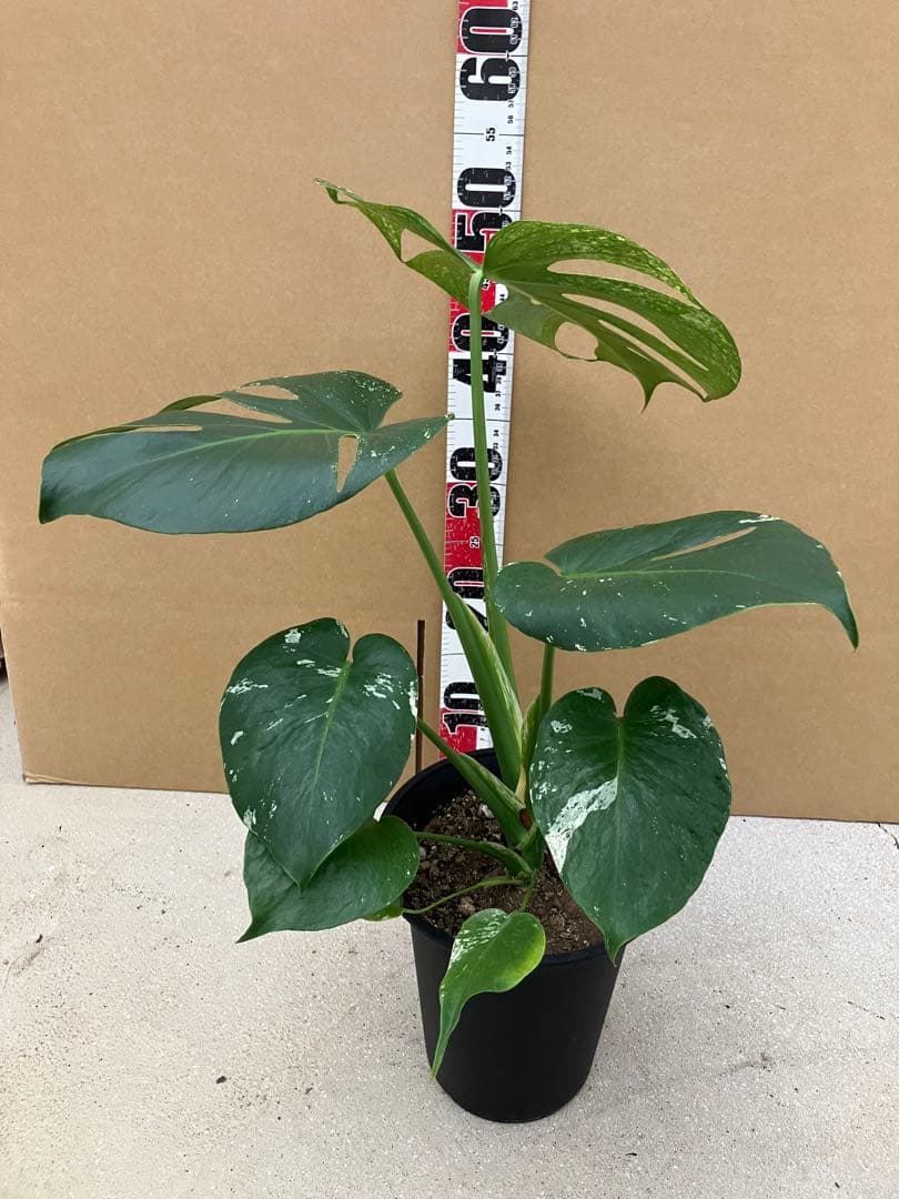 モンステラ斑入り　デリシオーサ実生株と細長葉切れ込み深い個体　2鉢セット