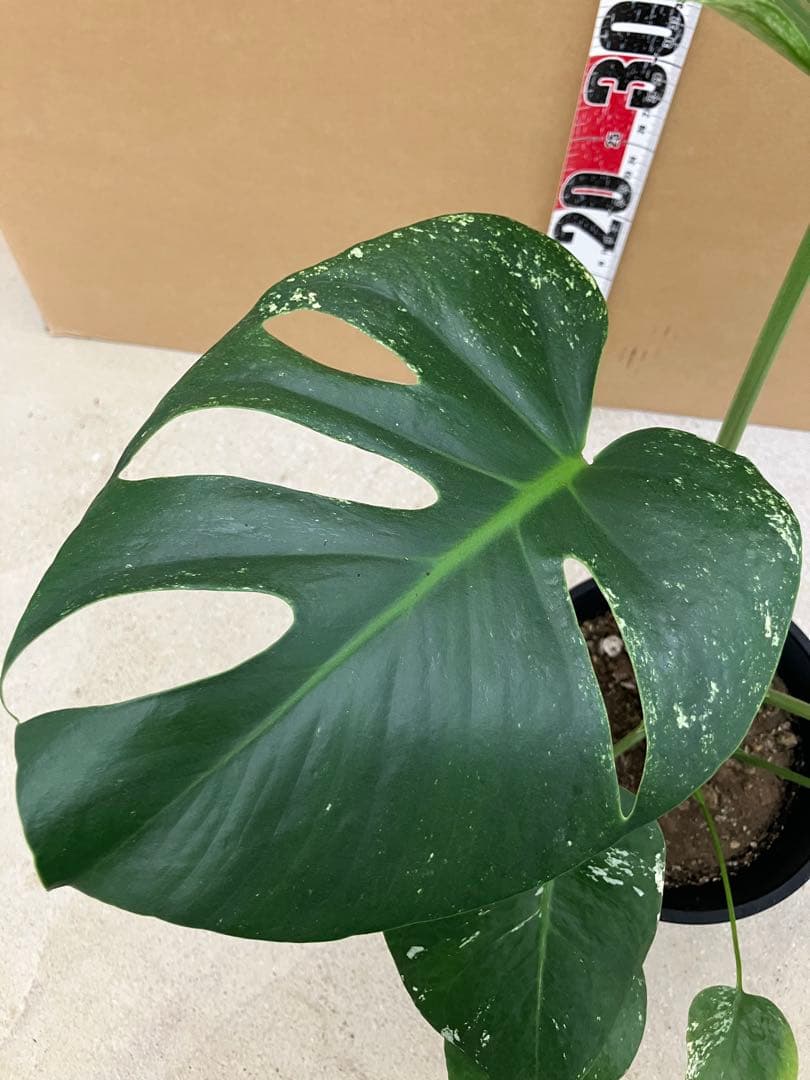 モンステラ斑入り　デリシオーサ実生株と細長葉切れ込み深い個体　2鉢セット