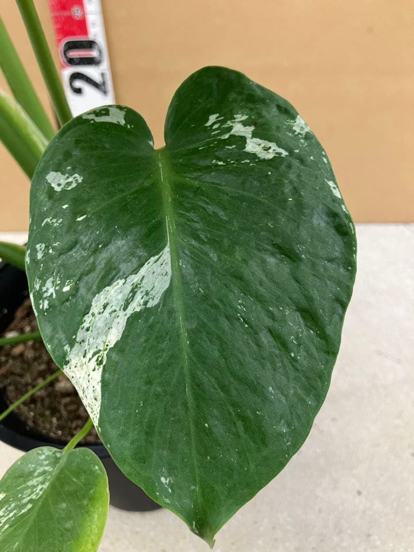 モンステラ斑入り　デリシオーサ実生株と細長葉切れ込み深い個体　2鉢セット