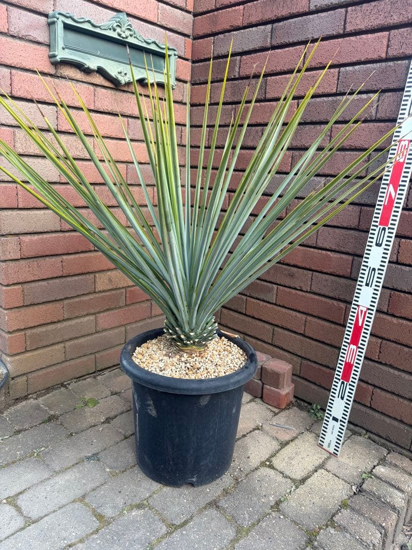 早いもの勝ち　ユッカ　リギダ　え