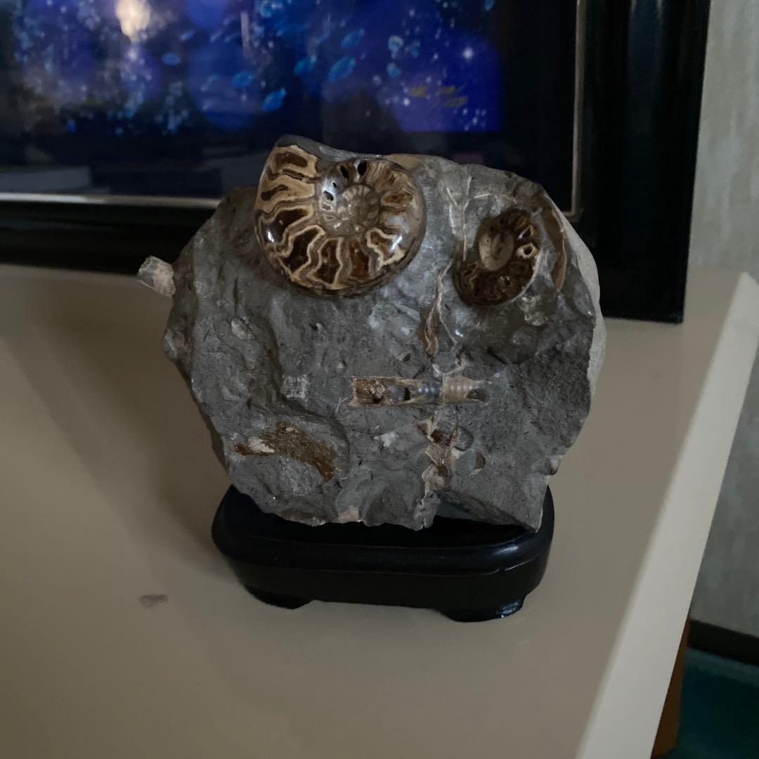 アンモナイト　化石　2点セットまとめ売り　大幅値下げ