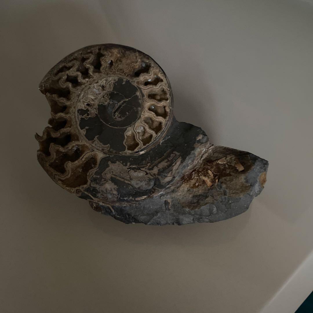 アンモナイト　化石　3点セットまとめ売り　大幅値下げ