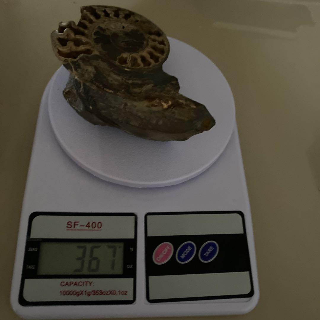 アンモナイト　化石　3点セットまとめ売り　大幅値下げ