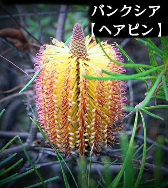 希少/バンクシア【ヘアピン:スピヌロサ】苗 観葉植物 イエローオレンジ苗木 庭木