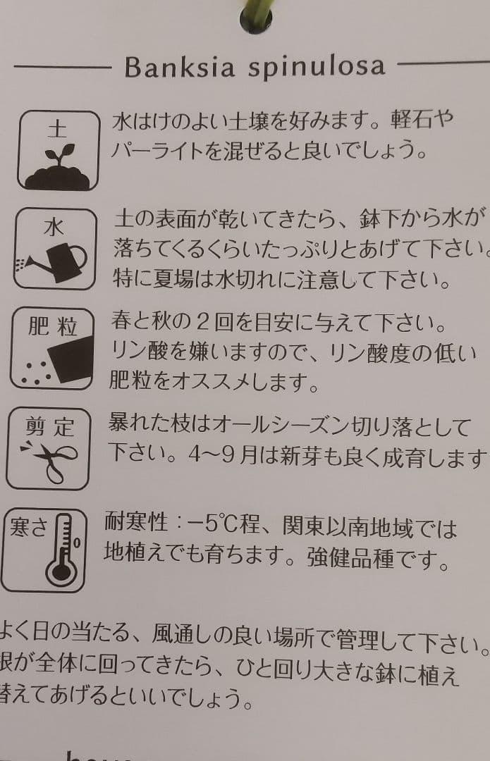 希少/バンクシア【ヘアピン:スピヌロサ】苗 観葉植物 イエローオレンジ苗木 庭木