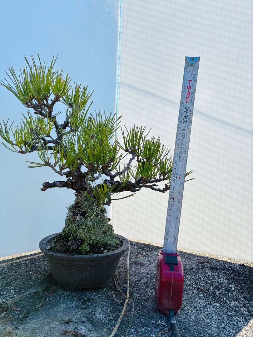 松 盆栽 約40cm