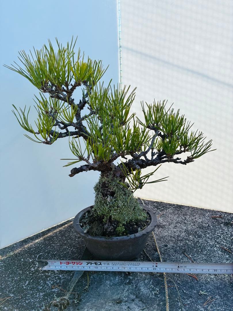 松 盆栽 約40cm