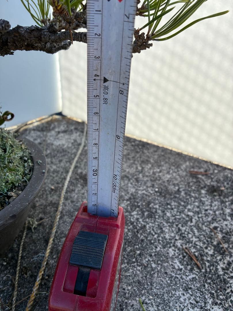 松 盆栽 約40cm