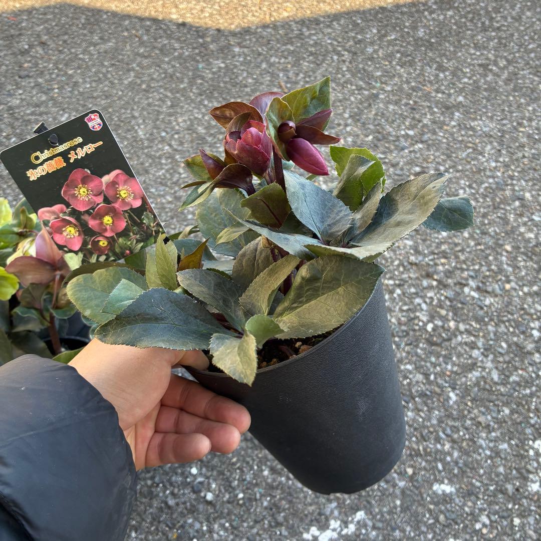 クリスマスローズ氷の薔薇6鉢 開花株