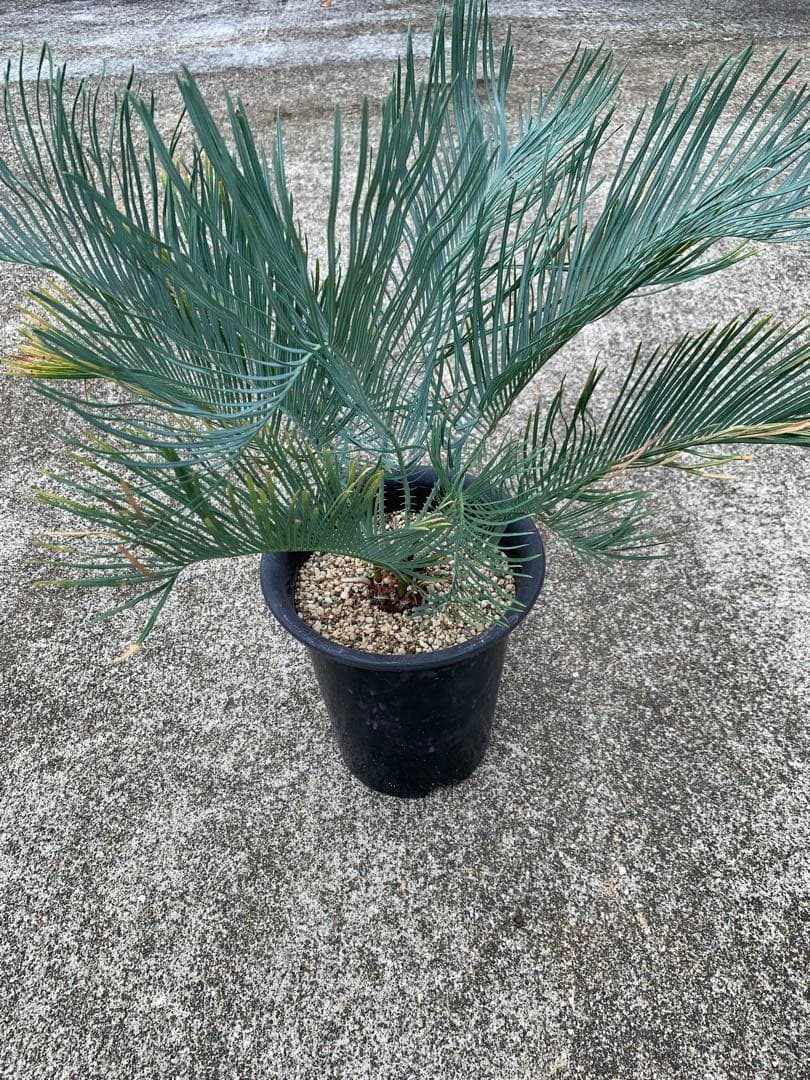 サイカス　カイルンシアナ